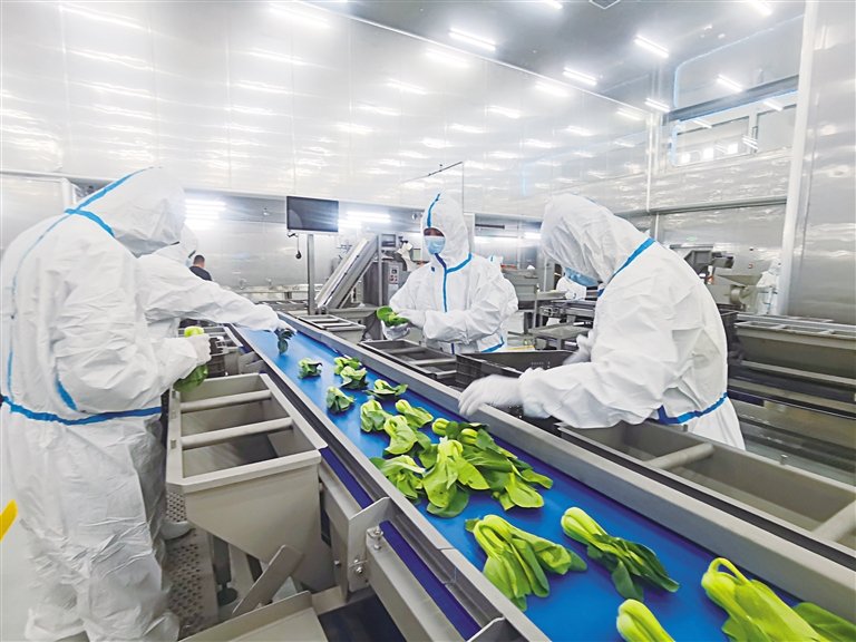 打造國(guó)內(nèi)首批現(xiàn)代化凈菜加工樣板生產(chǎn)基地——探訪永登甘味安全凈菜超級(jí)工廠